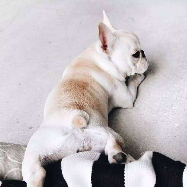 法国斗牛犬有体臭掉毛吗,斗牛犬掉毛体臭严重怎么办