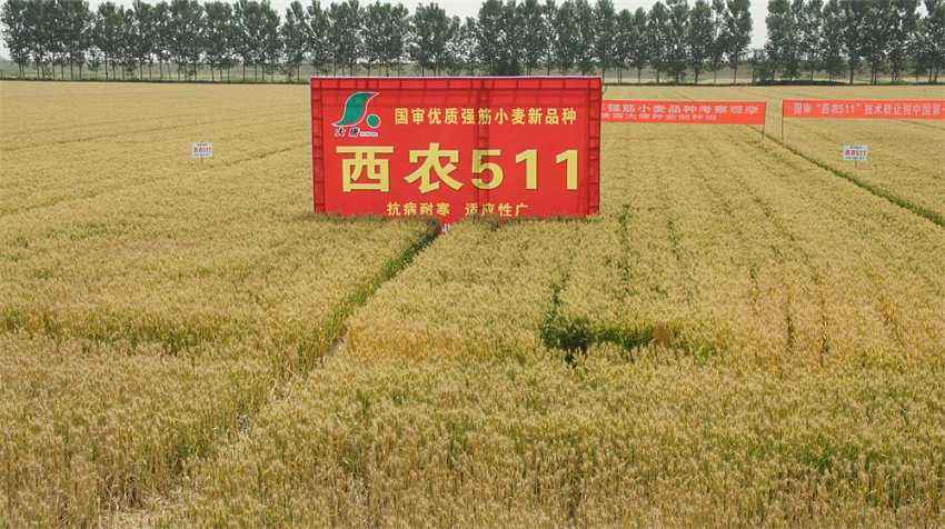 高抗倒伏的高产小麦品种,小麦高产大穗抗冻新品种