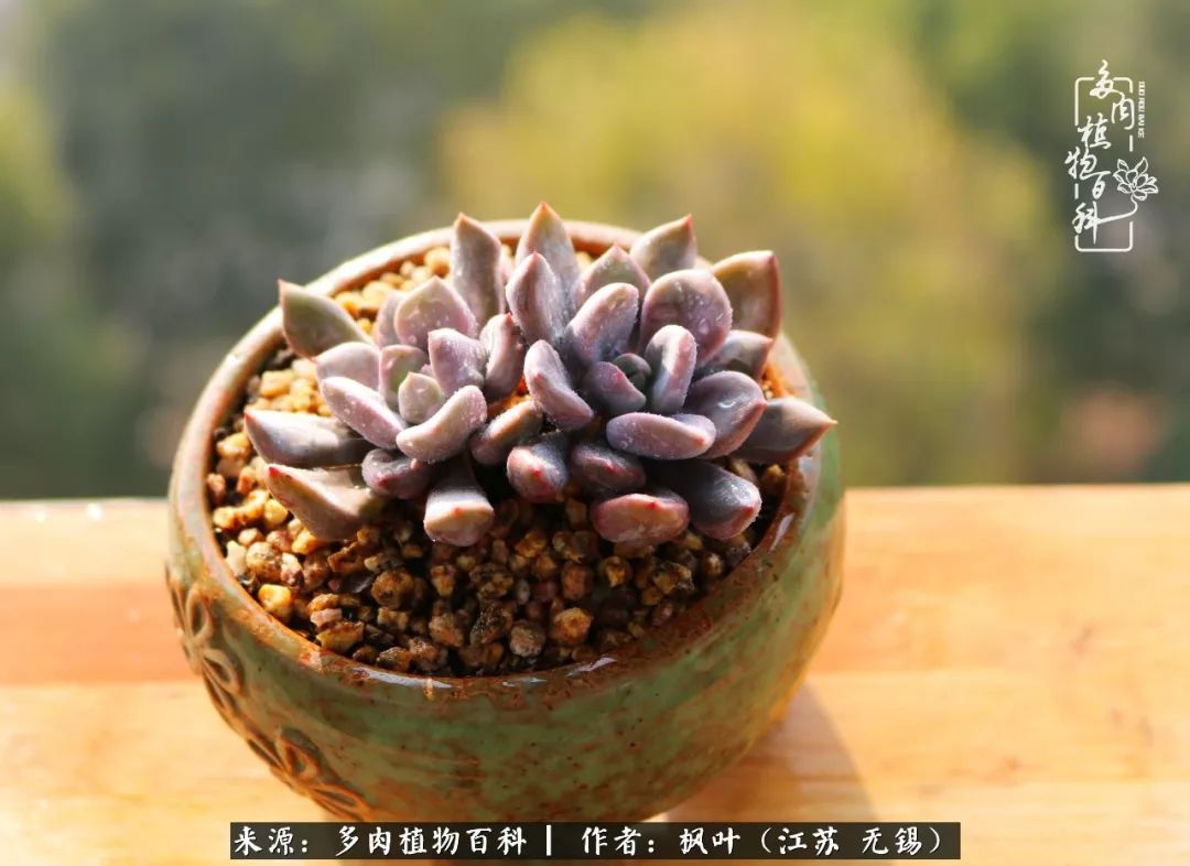 多肉与生命感悟,多肉时光