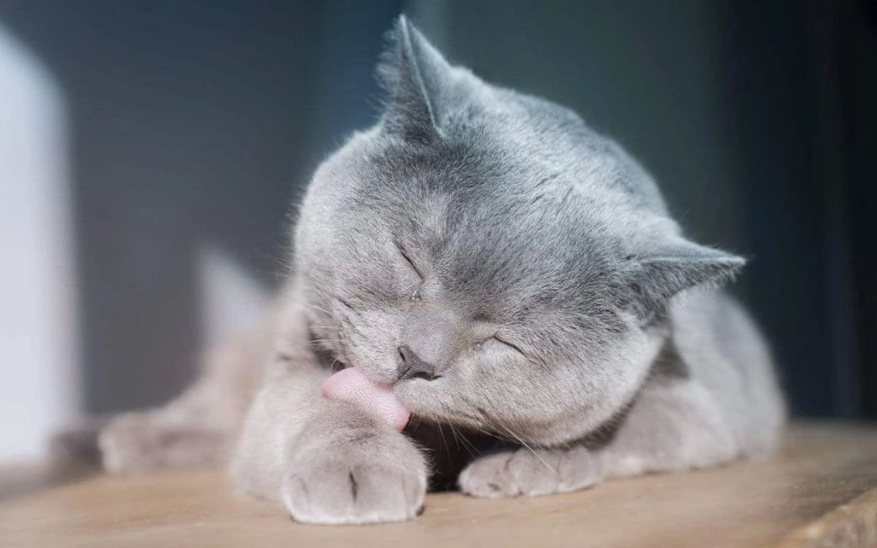 猫频繁舔毛是怎么回事,家猫经常舔人是怎么回事