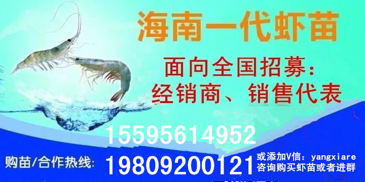 厉害了!国内唯一一家“国字号”对虾良种场,在日照诞生!