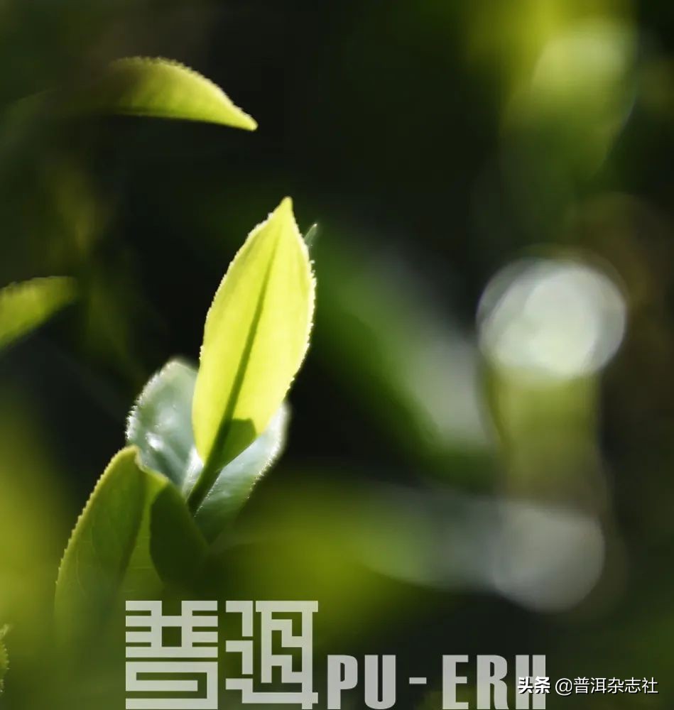 古树茶贵但贵的不一定是古树,古树茶好喝吗值得买吗知乎