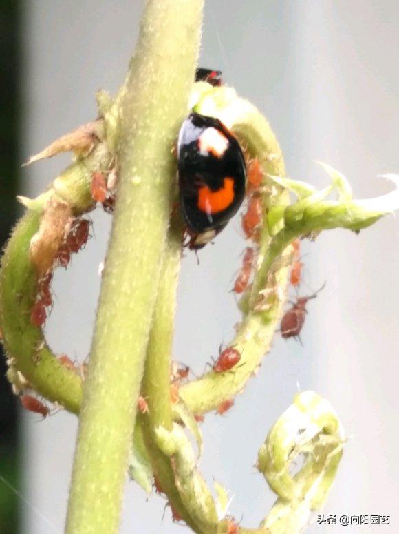 家里养花长虫子可以用杀虫剂吗,家里养花出现小黑飞虫怎么办