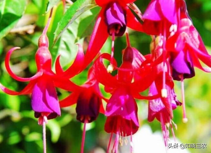 倒挂金钟放什么肥料最好,倒挂金钟施肥多了叶子发蔫怎么办