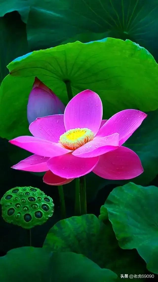 曹县魏湾镇各村姓氏分布,曹县魏湾地名