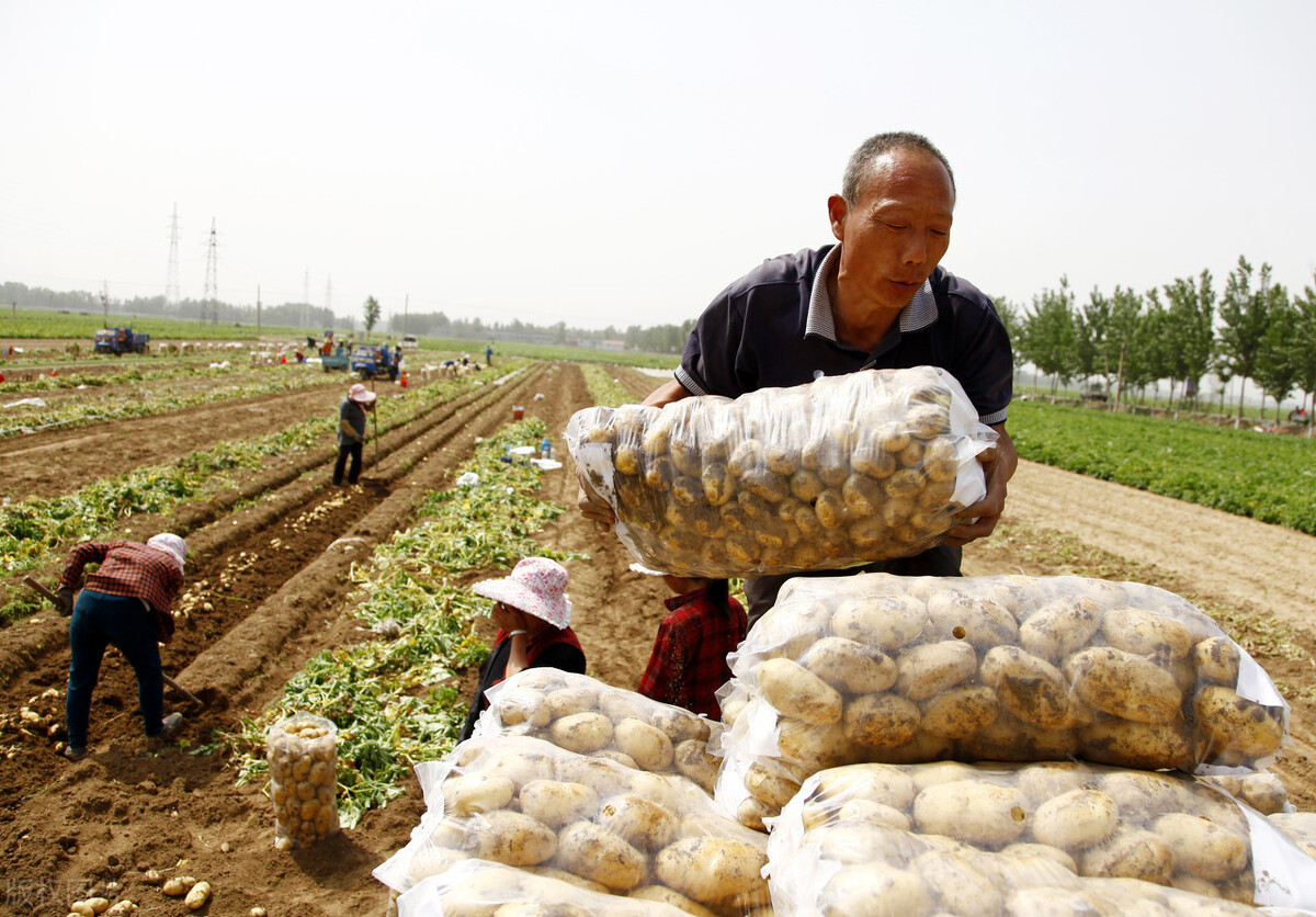 土豆价格上涨的原因,最新滞销土豆消息