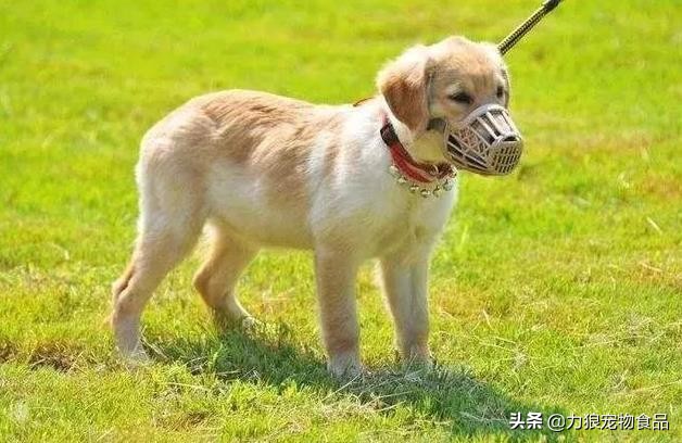 狗狗乱吃外面垃圾堆的东西怎么办,训练狗狗出门不乱吃