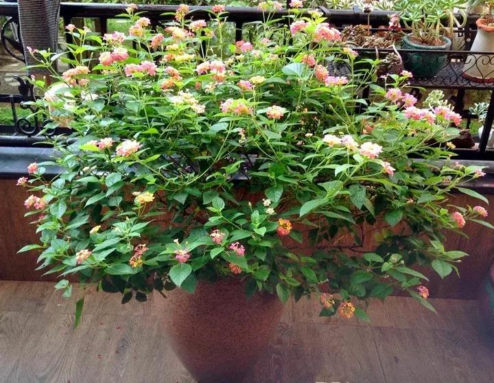 五月份被公认阳台最好养的10种花,喜阴耐旱适合室内养的50种花