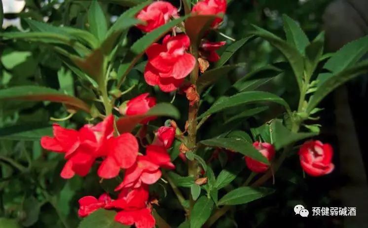 一片凤仙花图片,一株完整的凤仙花图片大全