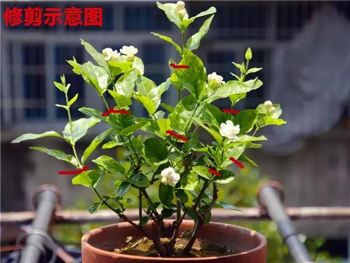 五月份被公认阳台最好养的10种花,喜阴耐旱适合室内养的50种花