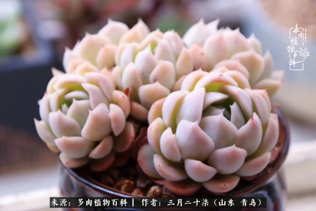 有多肉，有狗狗，给生活多一点惊喜