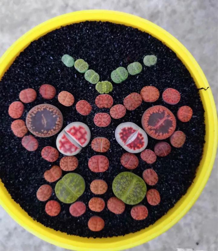 50款最红的多肉一棵多少钱,2021多肉植物掉价最多品种