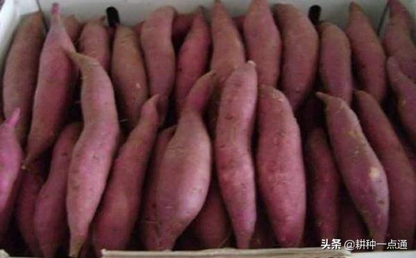 迷你甘薯,迷你小甘薯制作