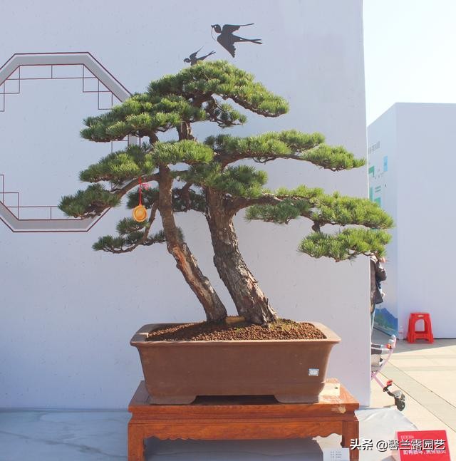 真柏盆景夏季病虫害防治,金豆盆景病虫害防治方法