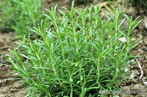 一座可以吃的花园--香草花园2迷迭香