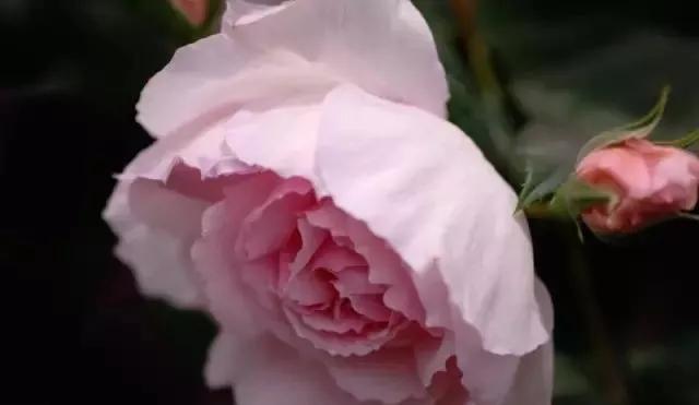 每天学习一点点花卉,100种常见玫瑰品种