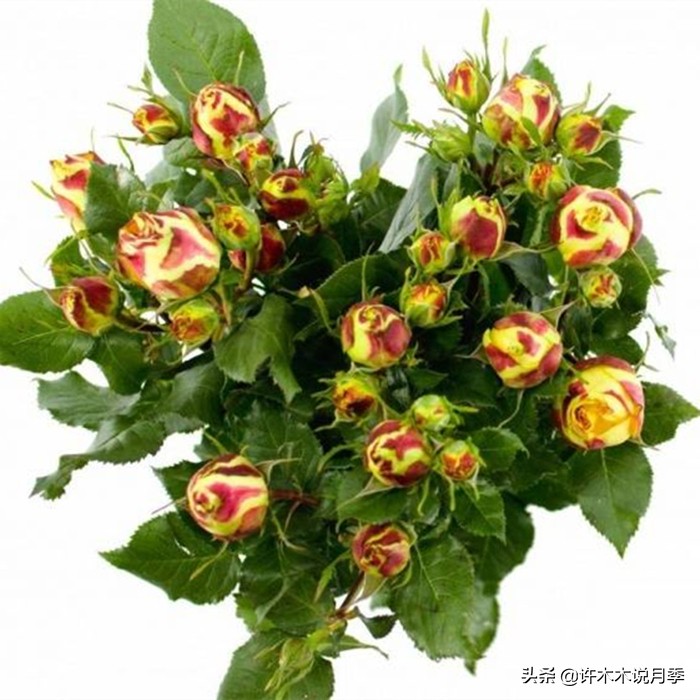 切花大全100种,鲜花大全50种花的花语