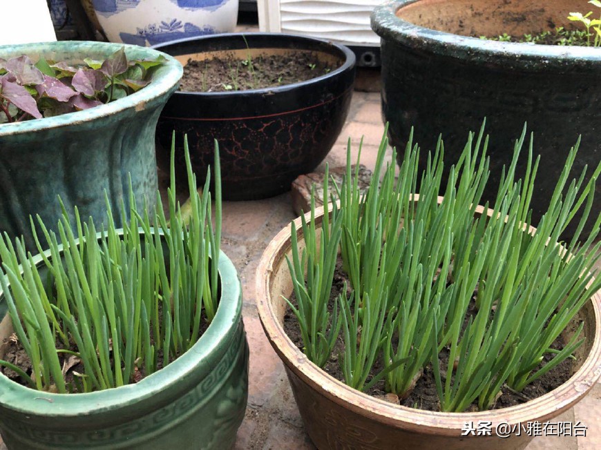 家里种葱的方法视频教程,家里种葱的正确方法