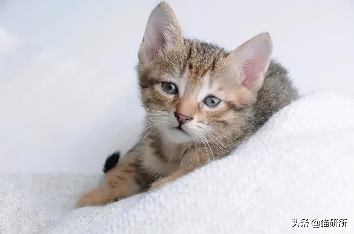 猫咪反复发烧下肢无力,猫咪持续发烧用什么药