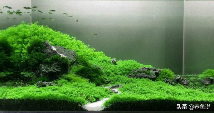 水草缸好弄吗,水草缸适合养些什么