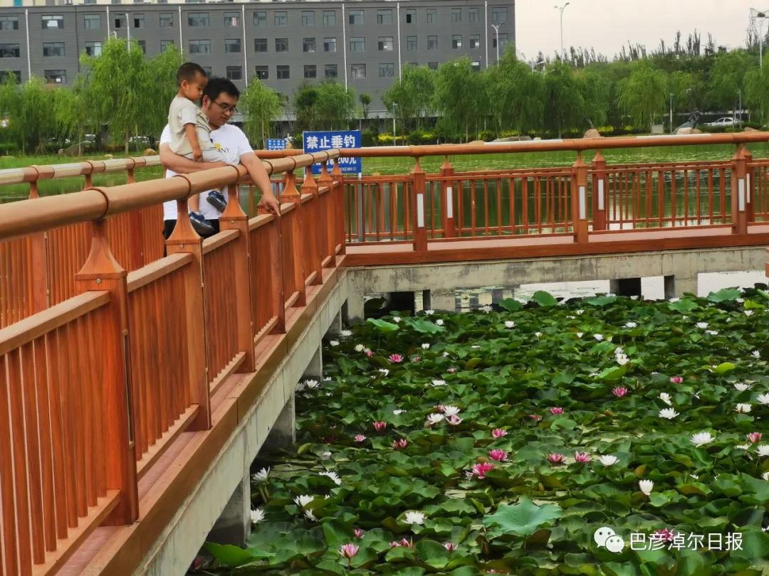 临河植物园景色,临河荷花景区