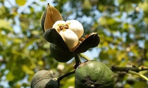 从刷涂料到乳胶漆的过程,桐油漆与水性油漆的优缺点