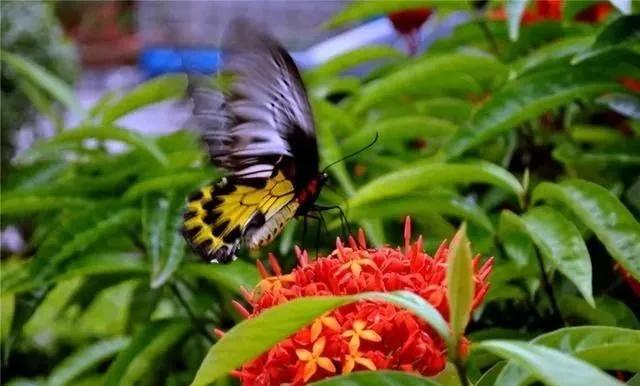 静是一种力量一种福气,西双版纳这边旅游