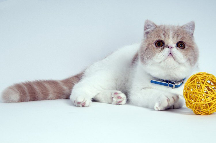 加菲猫如何才能养好它,加菲猫养猫指南