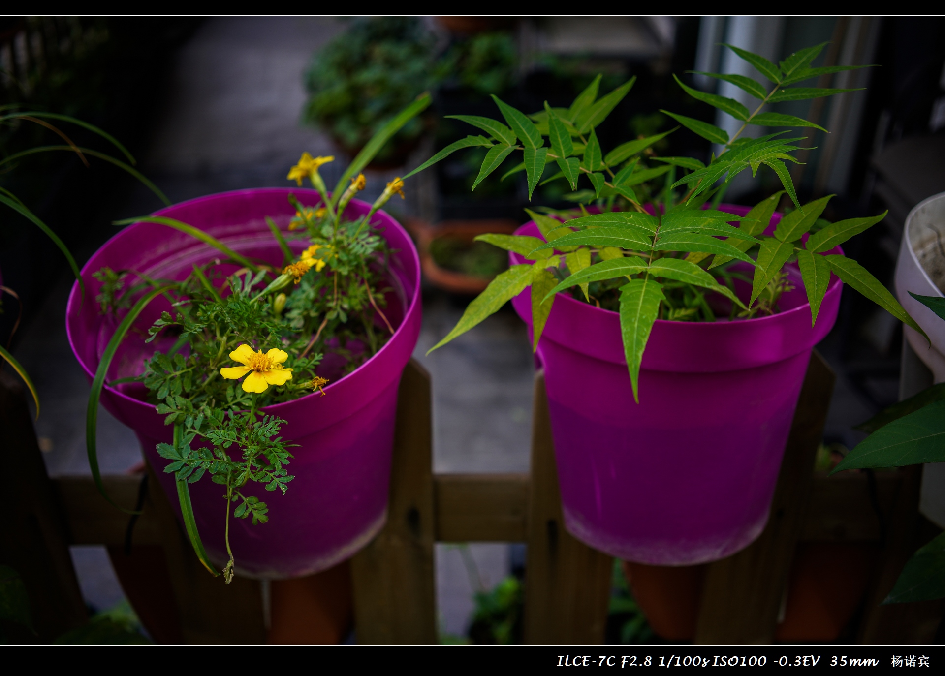 SONYA7C体验至上丨首次拍摄评测