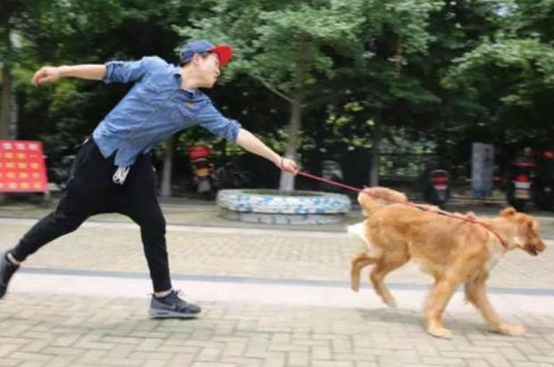 狗狗一天遛几遍为好不拉屎,狗一般一天遛狗几次