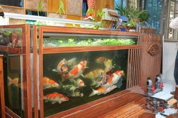 小鱼缸都适合养什么,小鱼缸都适合养啥