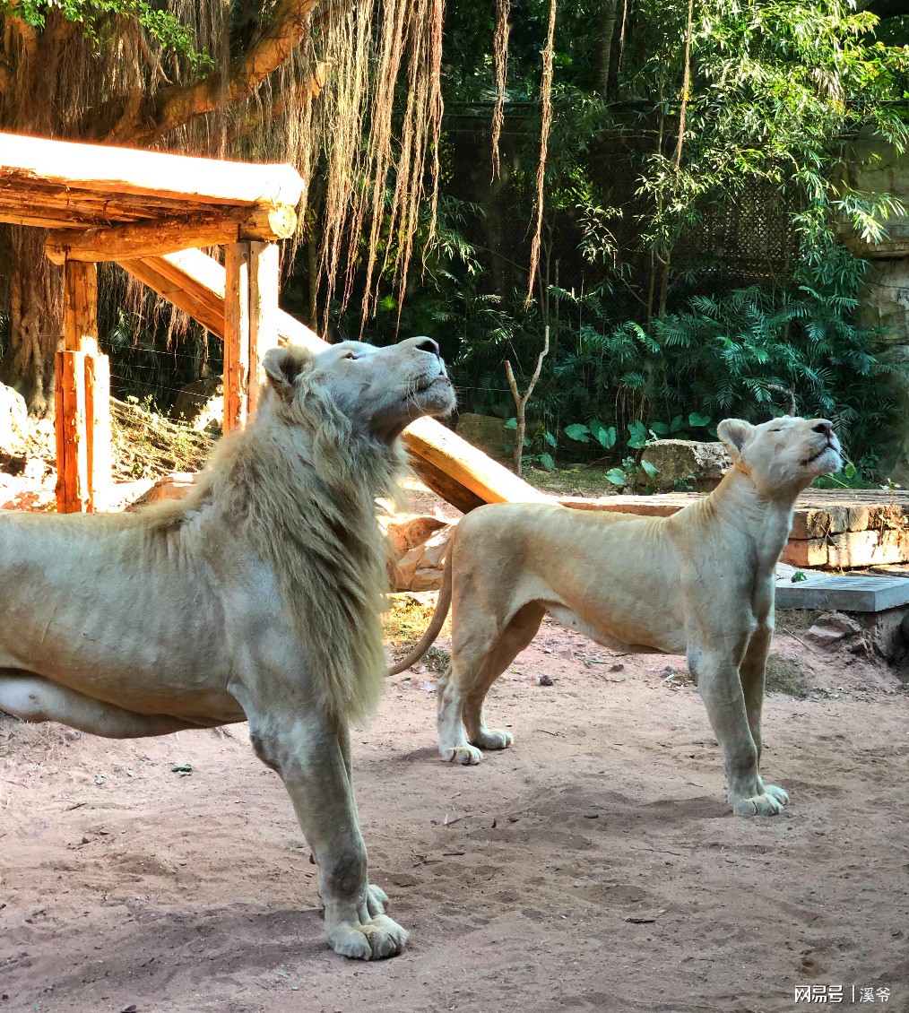 广州长隆游玩超详细亲子游攻略,史上最完整的广州长隆亲子游攻略