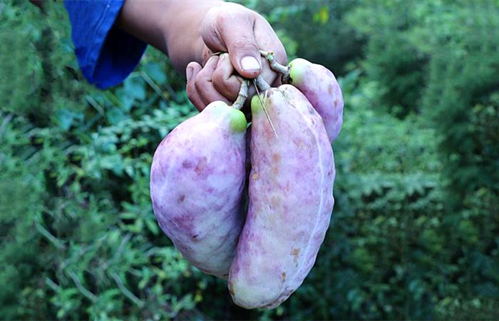 香蕉和野生香蕉,野生香蕉和普通香蕉