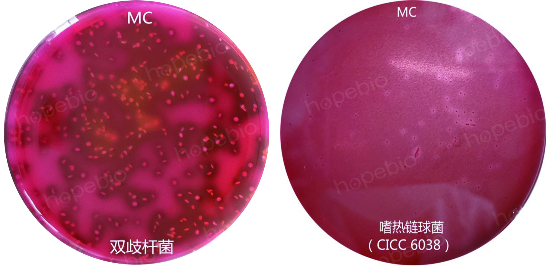 乳酸菌的检验程序和操作要点,乳酸菌检验