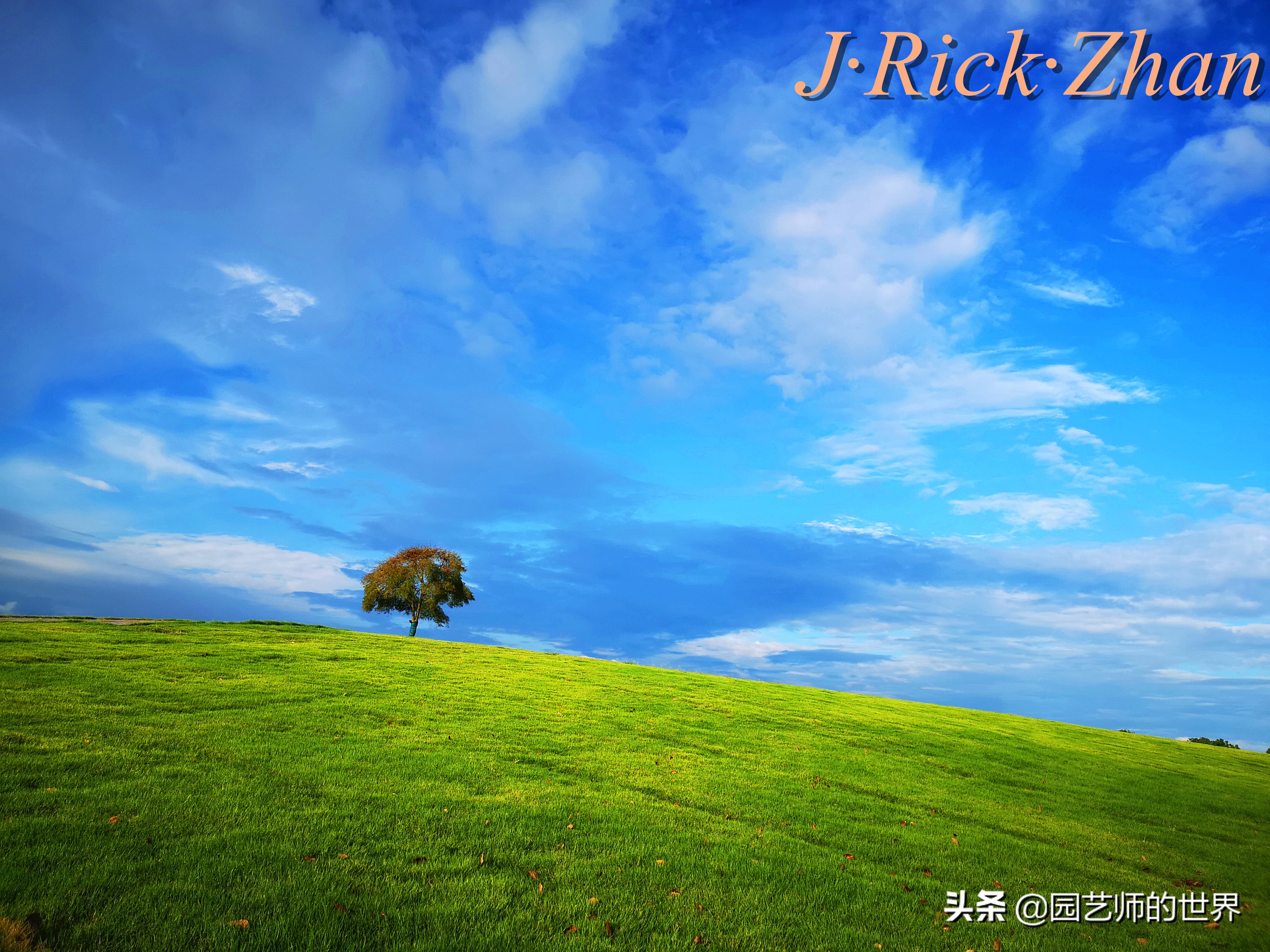 适合北方庭院种植的低矮草坪,家庭庭院怎样混搭种植草坪和蔬菜