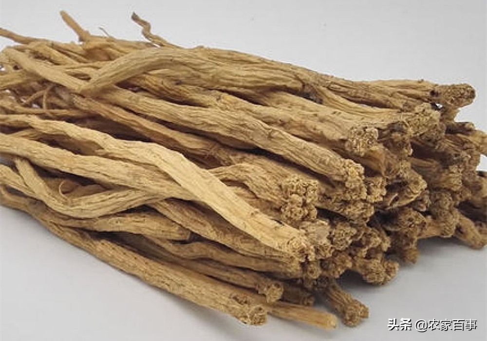 这种野草不值钱但它的根是稀罕货,有一种野草根部长得像人参