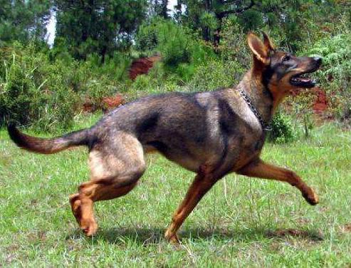 忠诚又有杀伤力又保护主人的狗狗,这6种狗狗既通人性又聪明