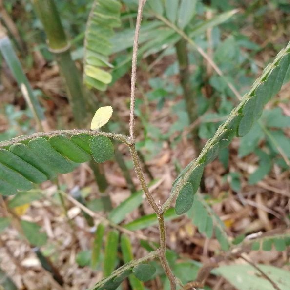 鸡骨草的用途可药用和食用，误食会中毒，用前必须要了解它的特点