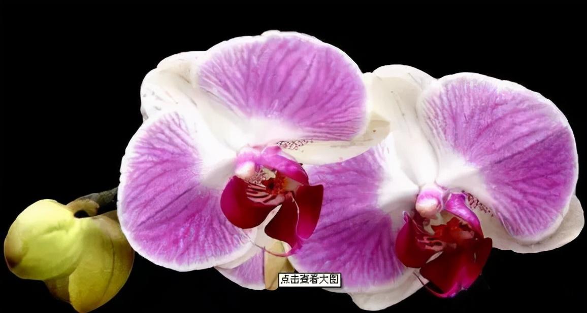 鍏拌姳绉嶇被鍥鹃壌,鐪嬭姦澶磋鲸鍏拌姳绉嶇被