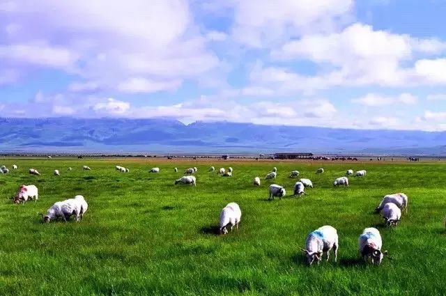 若诗若画若尔盖美景,若诗若画若尔盖文案