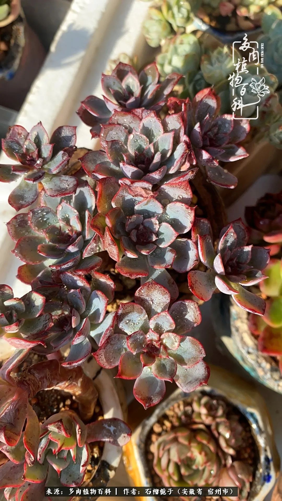 治愈系多肉：何以解忧，唯有多肉