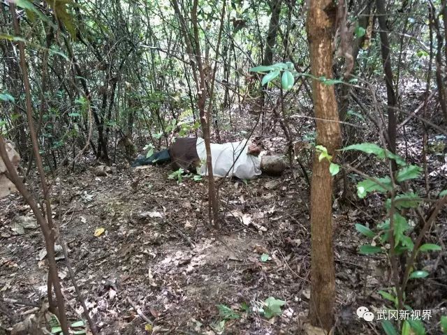 被马蜂蛰伤就医,被马蜂蛰伤休克