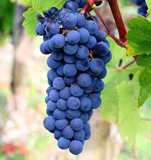 佳美娜carmenere2018价格表,佳美娜1882