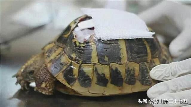 乌龟龟壳破了,乌龟快死如何补救龟壳凹下去