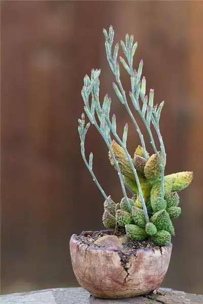 多肉大师手绘花盆,多肉顶级玩家