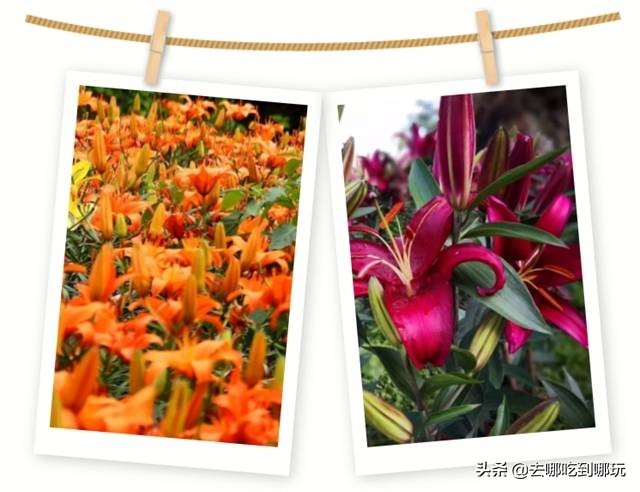 38抢从化宝趣玫瑰世界1大1小票赏春赏花赏美景不负*光春**不负卿