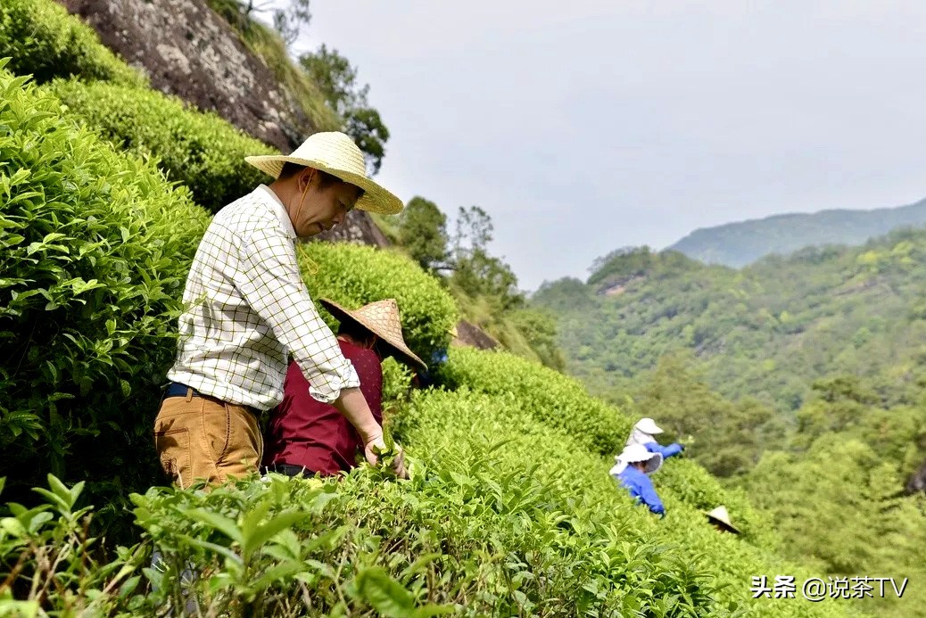 一家充满人间烟火气的茶叶店,一家值得推荐的茶叶店