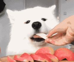 怎么能买到正宗的洛川苹果,教你挑苹果