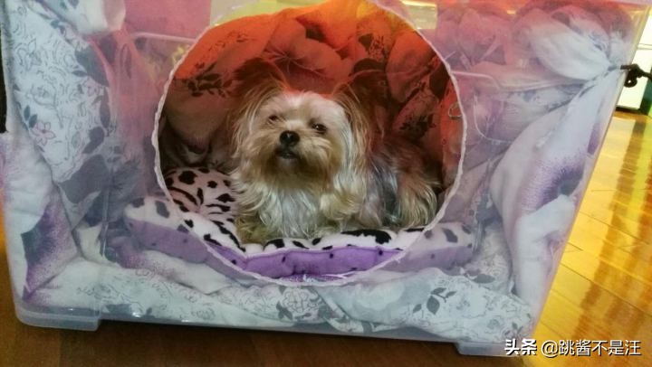 狗狗在床上尿尿屡教不改怎么办,狗狗在床上乱拉大小便怎么办