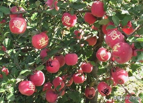 苹果树黄叶病是什么原因造成的？怎样防治苹果树黄叶病？